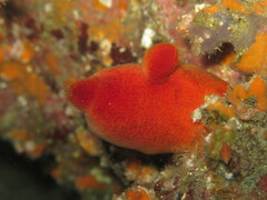 Halocynthia papillosa