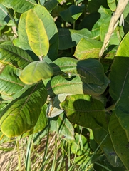 Asclepias syriaca