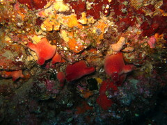 Halocynthia papillosa