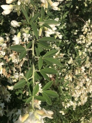 Chamaecytisus prolifer