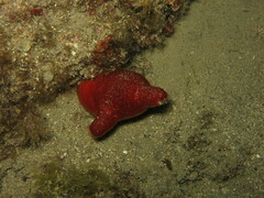 Halocynthia papillosa