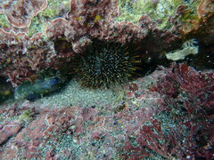Evechinus chloroticus