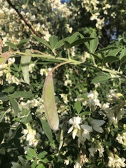 Chamaecytisus prolifer
