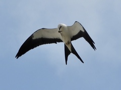 Elanoides forficatus