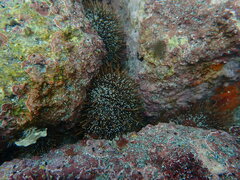 Evechinus chloroticus