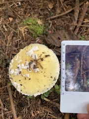 Amanita