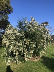 Chamaecytisus prolifer