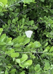 Ascia monuste monuste