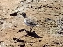 Charadriiformes