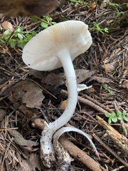 Amanita