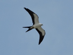 Elanoides forficatus