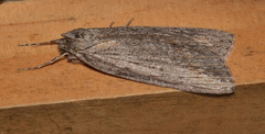 Chlenias banksiaria