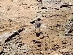Charadriiformes