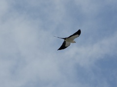 Elanoides forficatus