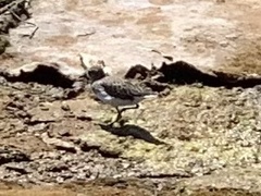 Charadriiformes