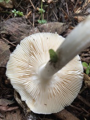 Amanita