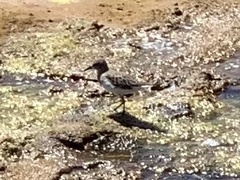 Charadriiformes