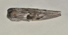 Capusa cuculloides
