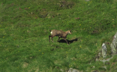 Rupicapra rupicapra carpatica