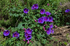 Ipomoea orizabensis collina