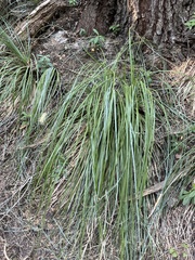 Xerophyllum tenax