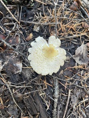 Lepiota clypeolaria
