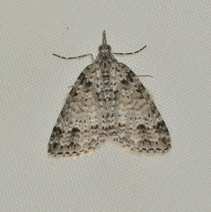 Microdes villosata