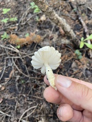 Lepiota clypeolaria