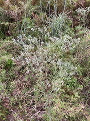 Eupatorium torreyanum
