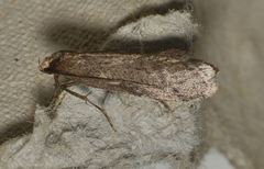 Philobota