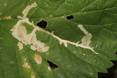 Cosmopterix zieglerella