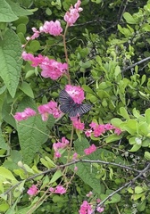 Melanis cephise