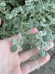 Tidestromia lanuginosa