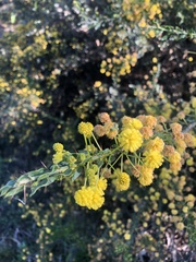 Acacia paradoxa