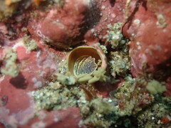 Thylacodes aotearoicus