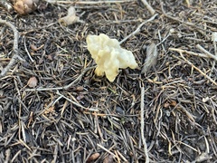 Helvella crispa