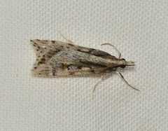 Scoparia ithyntis