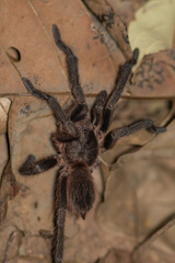 Theraphosinae