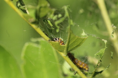 Uresiphita reversalis