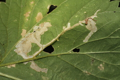 Cosmopterix zieglerella