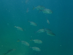 Caranx sexfasciatus