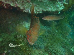 Serranus cabrilla