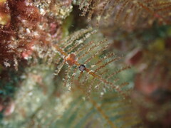 Eatoniella