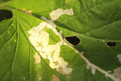 Cosmopterix zieglerella