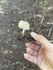 Helvella crispa