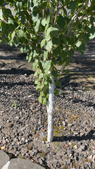 Betula nigra
