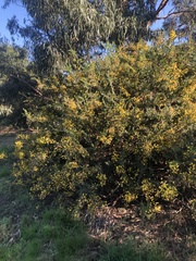 Acacia paradoxa
