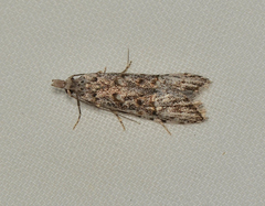 Scoparia ithyntis
