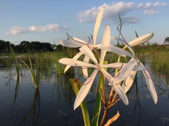 Crinum americanum
