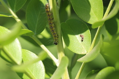 Uresiphita reversalis